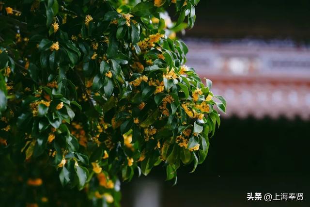 山河入秋，奉城尽染！