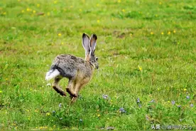 为何西藏地区的野兔不能吃？因为野兔是生态系统中重要的一环图片