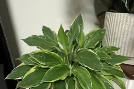 花盆里浇3种水，虫子灭光光，根系肥壮，花卉更健健！图片