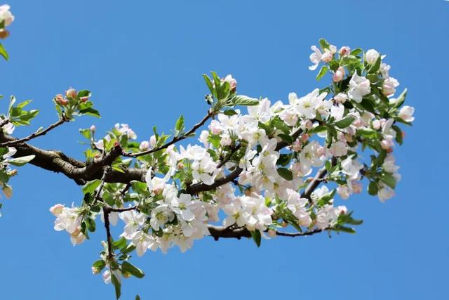 以花为序，礼县邀您共赴一场春日之约~