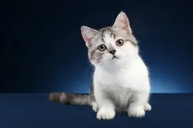 为什么养猫能改命？原来不是迷信，而是有科学依据的！图片