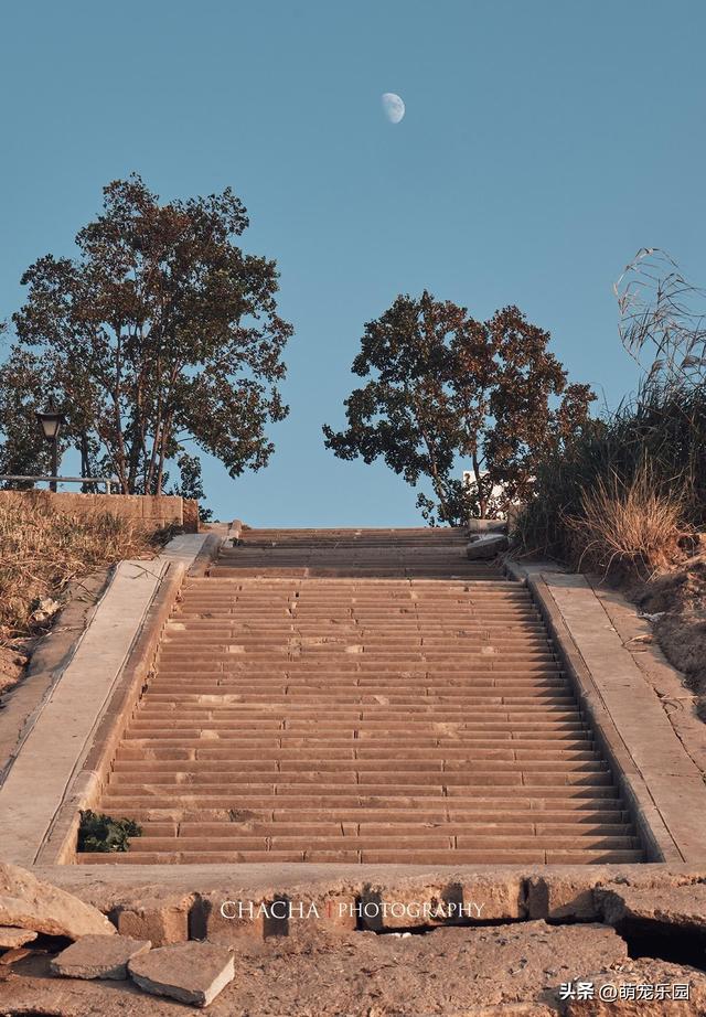 武汉秋日漫步，芦苇摇摆梧桐金黄，这些美景让人流连忘返