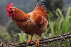 为什么生肖鸡年龄越大，福气越好，尤其这几个月出生的，福气旺!图片