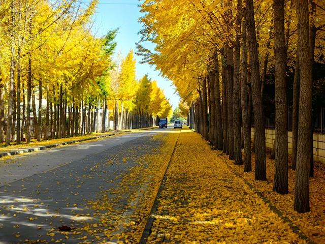 广饶初冬的仪式感来了！