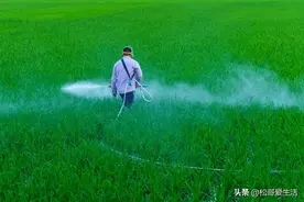 菜农亲测有效：多菌灵正确混配三天解决顽固病害图片