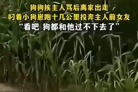 狗狗被主人骂，带着自己孩子狂奔十几公里投奔主人前女友图片