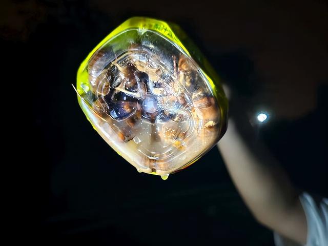 夜幕下的夏日狂欢！郑州树木园里成群结队摸“爬叉”