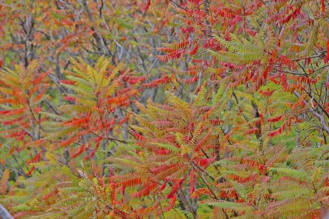 长春北湖公园：湖光秋色两相宜