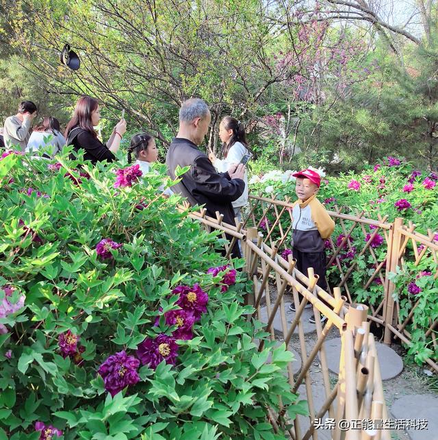 青岛城阳这处“国色天香”藏不住了！火爆了！