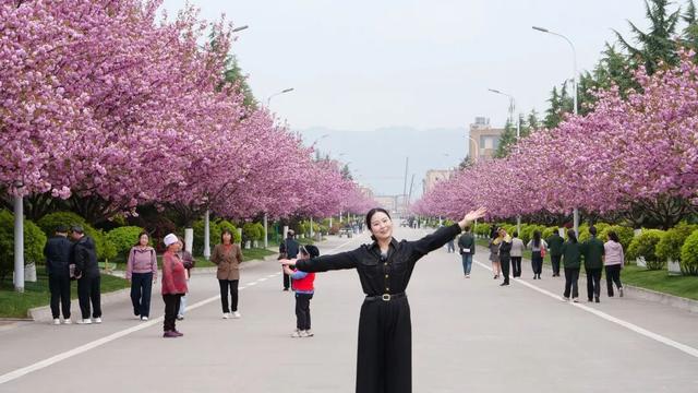 2026年徽县第八届金徽酒秦岭樱花节启幕