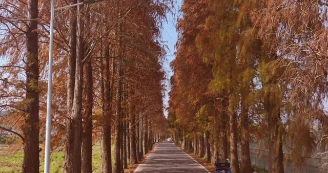 格桑花、紫花风铃木、雪白油茶花……肇庆这里太美了！