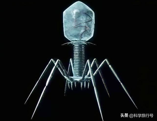 诞生于38亿年前的纳米机器人，揭秘地球上最强大的病毒“噬菌体”
