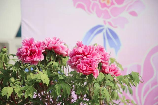 马上开园！临沂这里要火了！