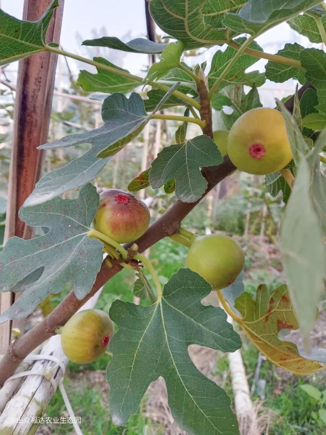 嘉宝果、小番茄、番石榴……到明城，采摘走起！