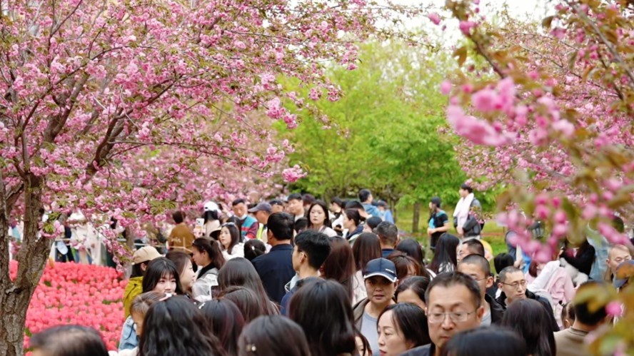 樱满淇滨逢清明 八方游客赴盛会(图2) 樱满淇滨逢清明 八方游客赴盛会(图2)