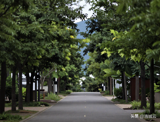 南京 500 亩杜鹃花开爆了，从山脚到山顶很壮观，适合徒步游玩