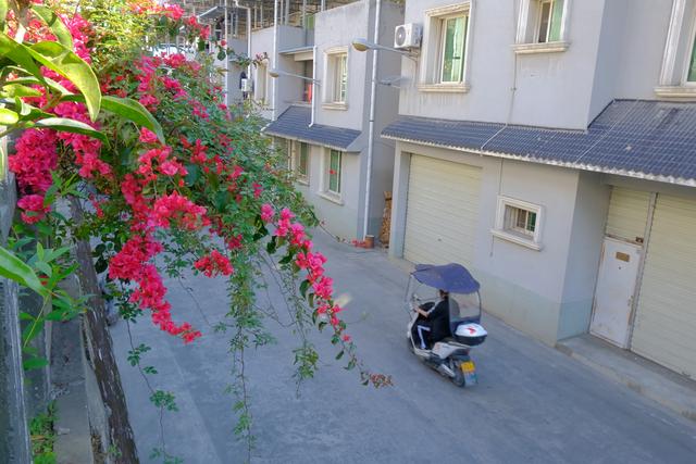 四川石棉：安顺场的四月花语