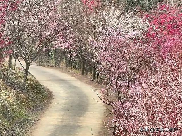 成都附近千亩樱花开了，漫山遍野粉色云霞，超级漂亮，不要门票！