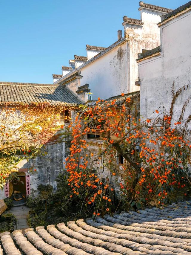 安徽一男子，因“老屋的一棵柿子树”走红，美成一幅画，好治愈吖