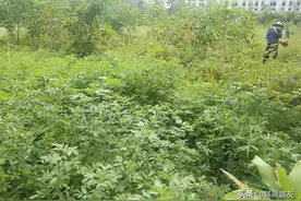 佩服越南绿化工的胆量：个人高的杂草，不做防护，碰到毒蛇咋办？图片