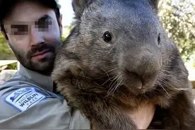 一米二的老鼠你见过吗?英国巨大老鼠游窜街头，引起当地居民恐慌!图片