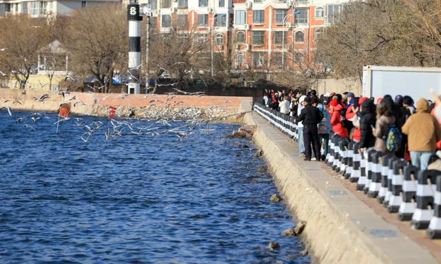 海鸥在天津,真“美”呀!