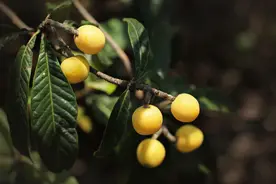 @苏州人 冠玉枇杷本周末登场！接下来，还有这些本地水果等着你图片