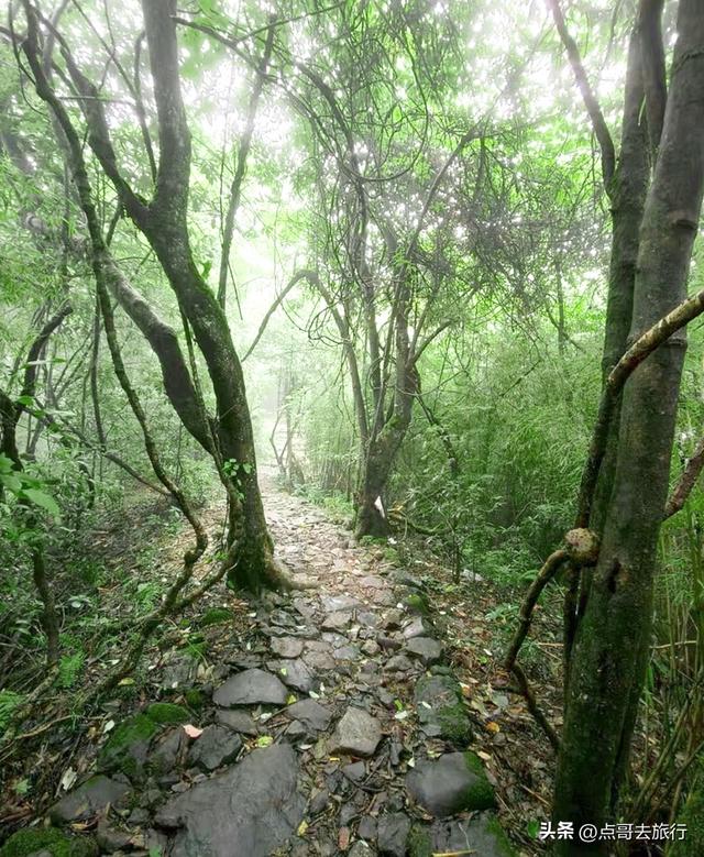 四川又一高山杜鹃惊艳了，刚好进盛花期，云海中的花园，非常唯美