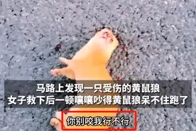 女子救下受伤黄鼠狼，一顿嚷嚷给吓跑了，网友：人是好人就话太多图片