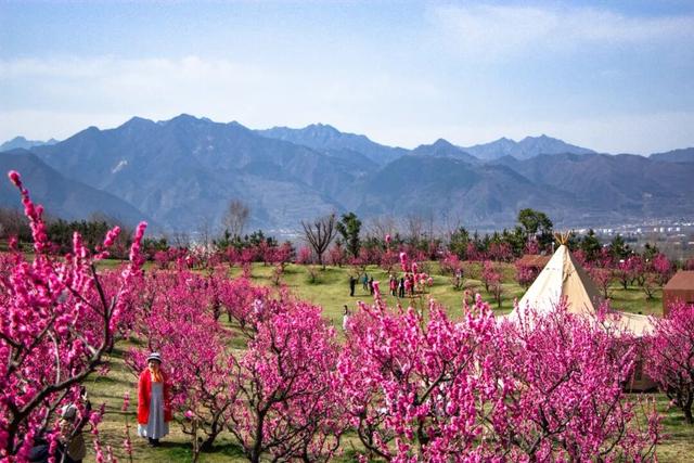 航小天带你看长安 | 唐村首批梅花悄然绽放