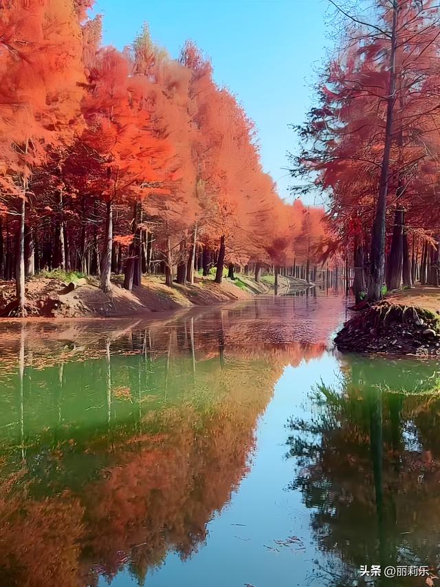 这个冬天，我撞见了一整片燃烧的森林