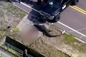 4米长巨型鳄鱼在路边“吃人”：现场一大摊血，受害者身份已确认图片