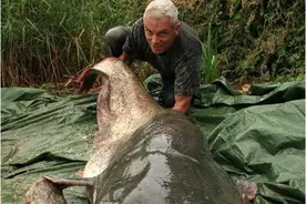 内含不易被杀死的寄生虫，在日本泛滥成灾，在我国成餐桌“宠儿”图片