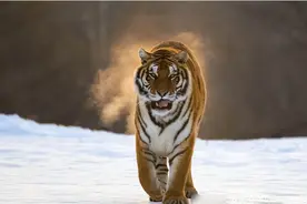 东北虎：掌力可达1吨，就算超大狼群也是送命，更别提什么猛犬了图片