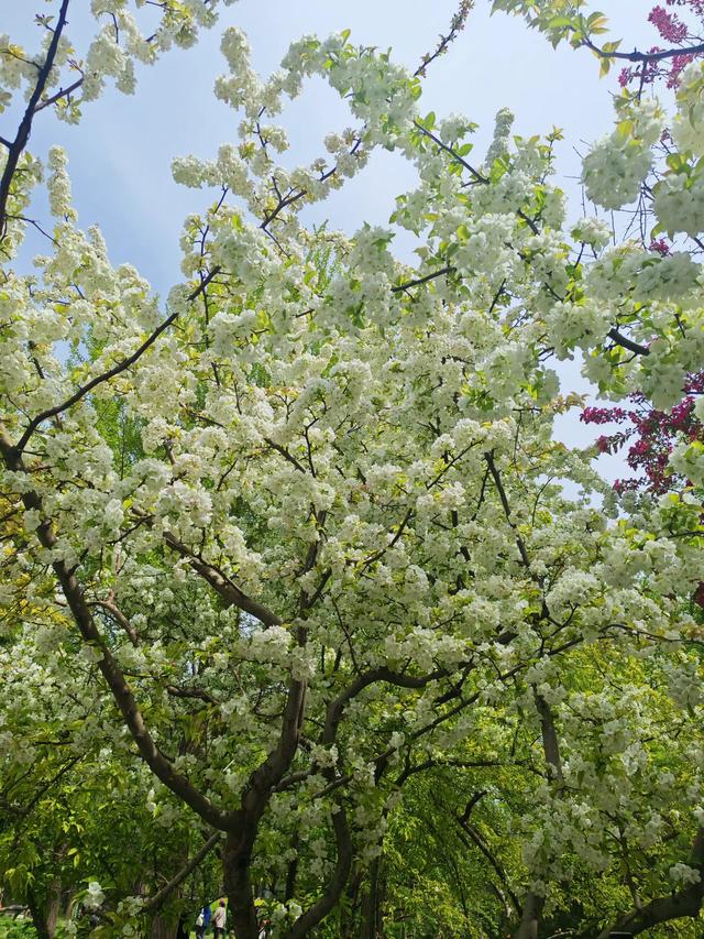 满园春色关不住 独领风骚樱花秀