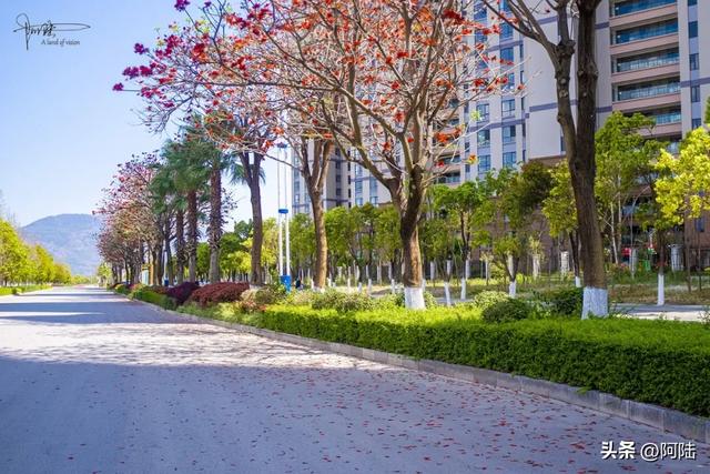 云南保山有条海棠路,种满的却是刺桐花,春日风景堪称一绝