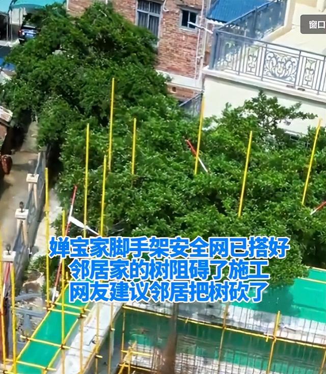 全红婵家建房最新情况：施工受阻，邻居仍不肯砍树，现场照片曝光