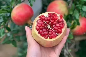 家里有院子，就种6果树，镇宅又好吃，旺运还招财，越养越富裕！图片