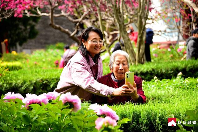 春已至 花正浓 来岱庙 赏牡丹