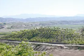 “植”此青绿筑长城——白银市多措并举打好“三北”工程攻坚战综述图片