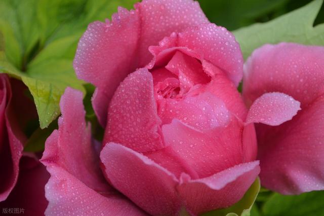 牡丹花海醉游人