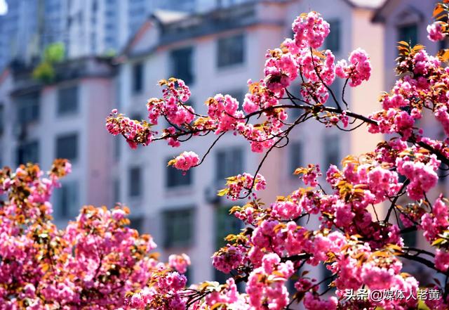 六盘水水城河畔樱花竞放引客浪漫踏春