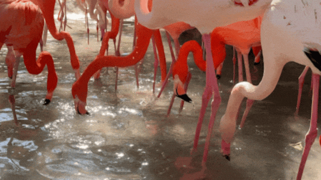 又美又可爱的西海岸！总要来一次！