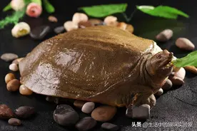 为什么甲鱼咬到人就不松口？被甲鱼咬到该怎么办？图片