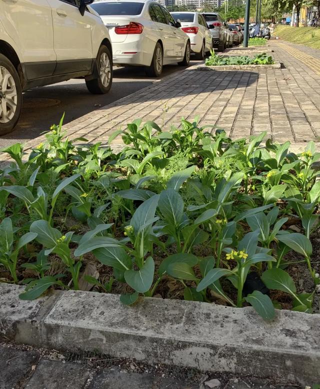 五象湖「最强景观」火了,公告成了废纸