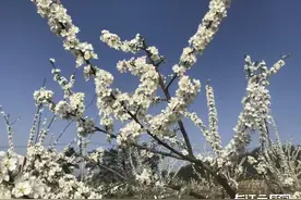 最美赏花季开启！快收下这份十堰竹溪“赏花地图”图片