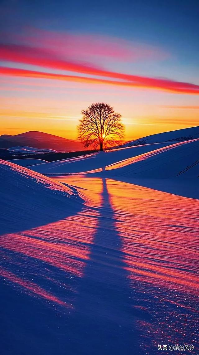 雪裹秋光，树栖金芒