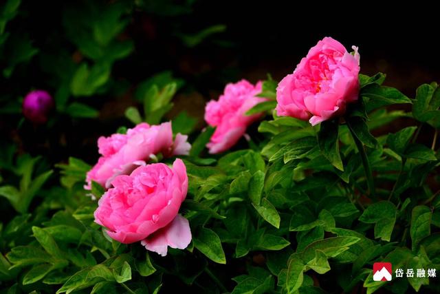 春已至 花正浓 来岱庙 赏牡丹