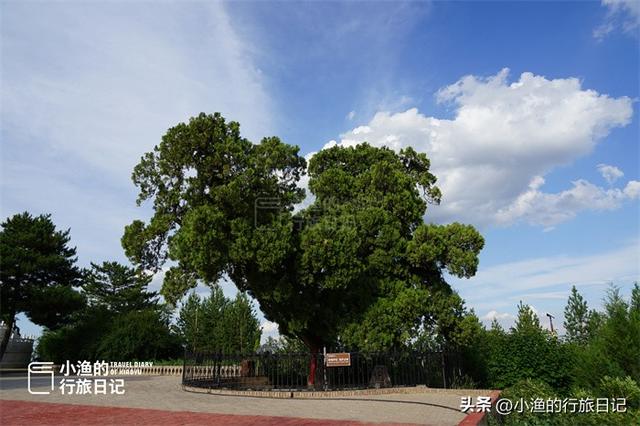 太神奇了！陕西有棵千年古树，长成了“中国地图”，康熙曾来拜谒