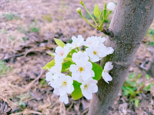 梨花又开放，铁营镇大白张村第三届梨花节邀您共赴春日盛宴！